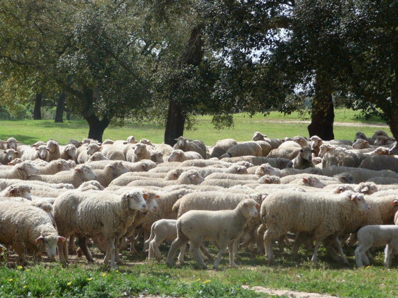 LÍNGUA AZUL: serotipos 3 e 4 abrangem todos os distritos de Portugal Continental