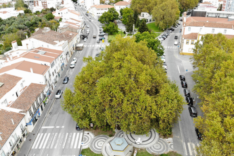 Plátano do Rossio eleito Árvore Portuguesa 2021