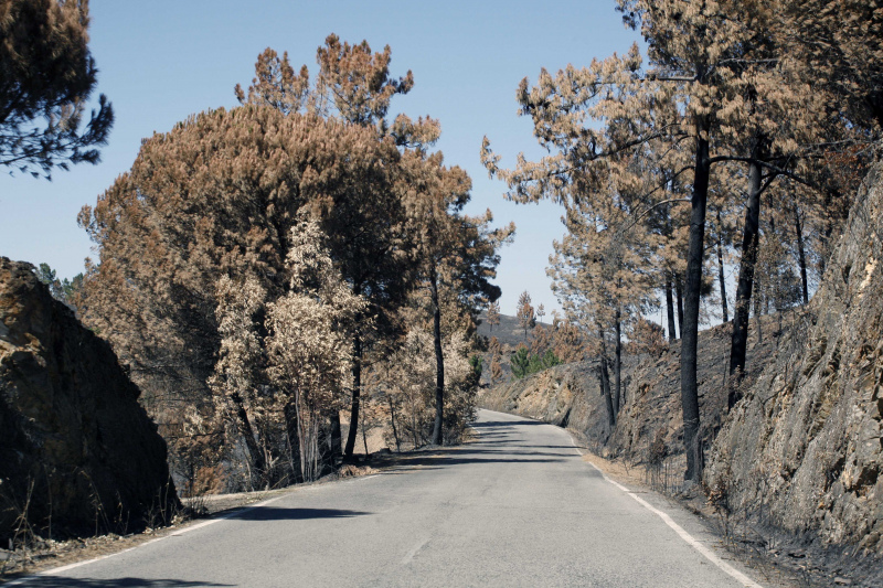 Com o prazo para proceder à limpeza das faixas de gestão de combustível a terminar a 31 de maio, esta matéria está ainda mais na ordem do dia.&nbsp;

De acordo com o artº 493º do Código Civil, “o detentor de coisa móvel ou imóvel tem o dever de a vigiar, respondendo pelos danos que a coisa causar, salvo se se provar que não houve qualquer culpa da sua parte ou que os danos se teriam igualmente produzido ainda que não houvesse culpa sua”.

A situação envolve proprietários que tenham terrenos que sejam atravessados ou confinantes com estradas e caminhos públicos, municipais, vicinais, etc.

O problema também se coloca entre vizinhos, muros e vedações partidos por causa de queda de árvores ou mesmo partes delas, como ramos, etc.

O Código Civil aplica-se à queda de árvores independentemente da causa que lhe deu origem.

A indemnização por danos nestes casos poderá ser assegurada por companhia de seguros, desde que tenha sido celebrado seguro de responsabilidade civil que o preveja.

Verifique as suas árvores. Por vezes os proprietários julgam que a responsabilidade das árvores junto de caminhos e estradas é da entidade das estradas, mas se a implantação da árvore estiver no terreno privado, a responsabilidade é do seu dono.

Este assunto não é exclusivo das áreas ardidas, abrange todo o território nacional e todo o tipo de árvores.