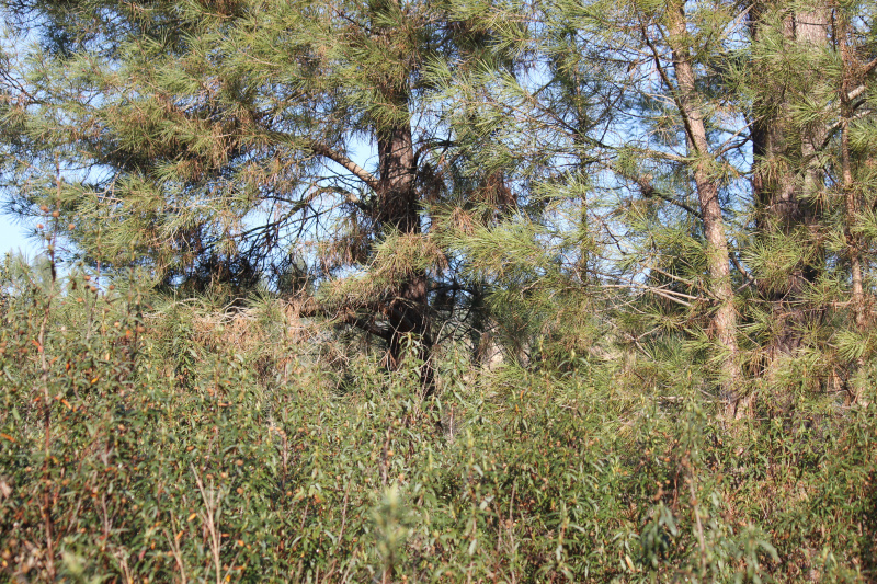 LEGISLAÇÃO FLORESTAL publicada no Diário da República de 1 de Abril