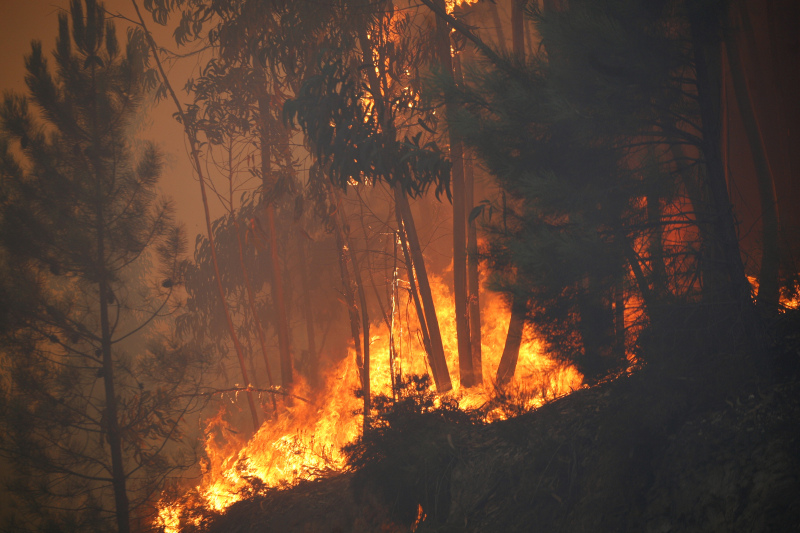 INCÊNDIO NO ALGARVE  Agricultores têm até 30 de setembro para se candidatar aos apoios do Governo